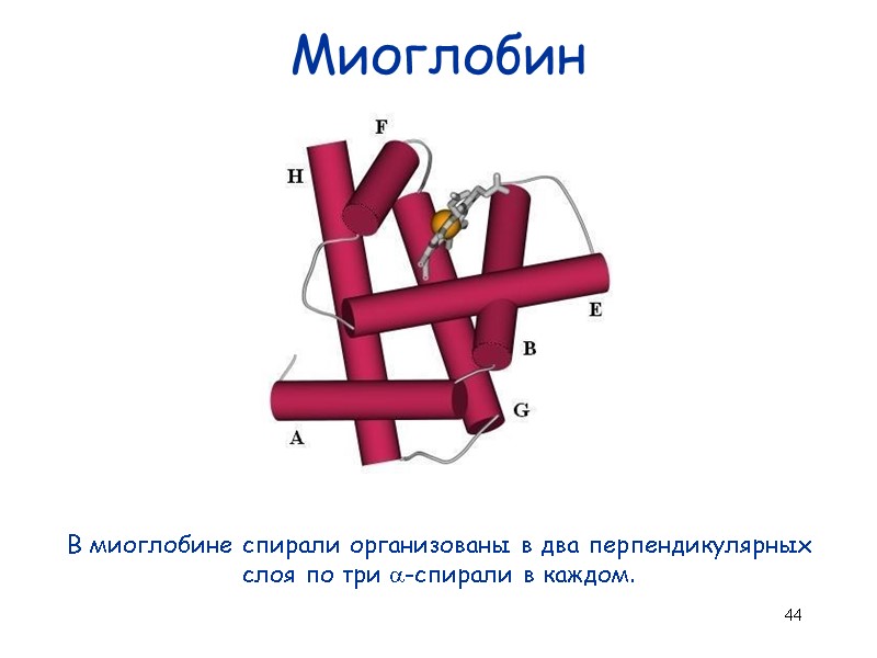 44 Миоглобин В миоглобине спирали организованы в два перпендикулярных слоя по три -спирали в